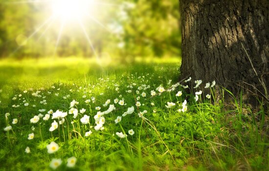 voorjaars bemesting universeel voor tuin en gazon