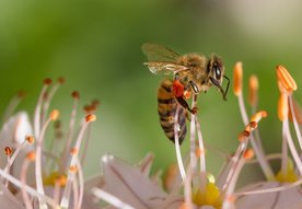 voorjaars bemesting voor de planten