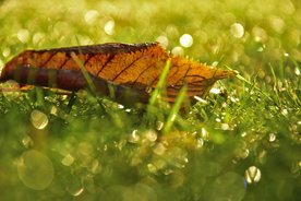 Gazon bemesting indirect tegen mos