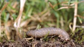 Aaltjes tegen emelten in het gazon