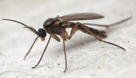 Aaltjes tegen planten eters - vliegend
